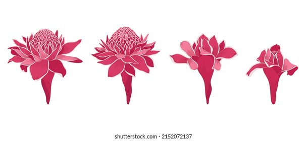 Set of red torch ginger blooming flowers illustration.