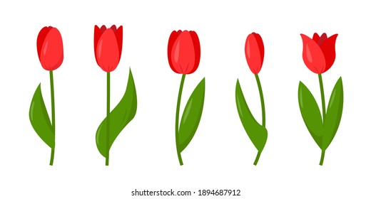 Set of red tulips isolated on white background.