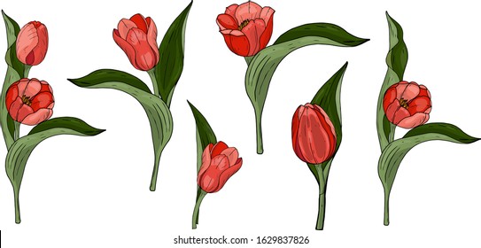 Set of red tulips and leaves. Vector illustration. Isolated object on a white background. Hand drawn.