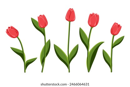 Set of red tulips. Spring bouquet of flowers. Collection of five tulips used for collages, stickers and web designs. Concept for various events.