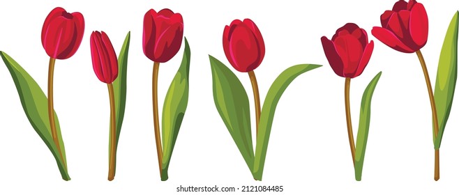 Set of red tulips. Vector illustration