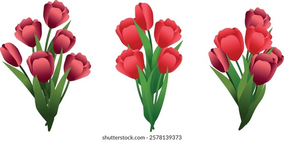 A set of red vector tulip bouquets. Tulips for March 8, Women's Day, banners, backgrounds, use in design. Bouquet of flowers. Flowers of different shapes. Spring flowers