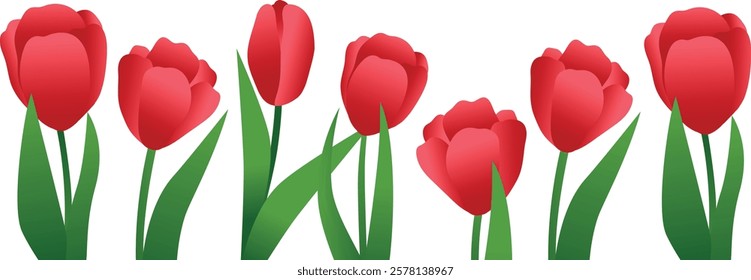 A set of red vector tulips. Tulips for March 8, Women's Day, banners, backgrounds, use in design. Bouquet of flowers. Flowers of different shapes. Spring flowers