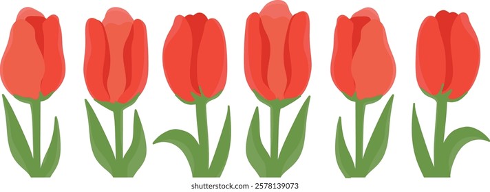 A set of red vector tulips. Tulips for March 8, Women's Day, banners, backgrounds, use in design. Bouquet of flowers. Flowers of different shapes. Spring flowers