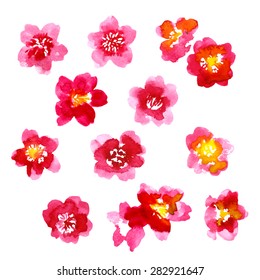 Set of red watercolor camellia flowers