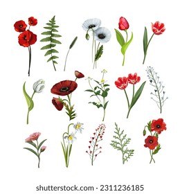Set of red and white field plants and flowers. Isolate on white background vector illustration.