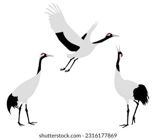 Set of Red-crowned crane bird, Manchurian or Japanese crane. Grus japonensis isolated on white background. Flying and standing. Gruidae family, large, long-legged, and long-necked. Vector illustration