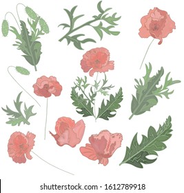 Set of red-orange poppies flowers and green leaves, buds, brancheson a white background . Vector pattern for greeting cards, print, fabric, for various compositions.