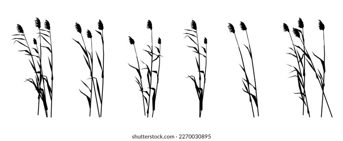 Set of reed shoots. Coastal reeds. Swamp landscape. View of the river bank. Silhouette picture. Isolated on white background. Vector.