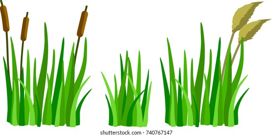 A set of reeds and canes in grass isolated on white background