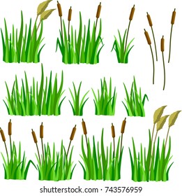 A set of reeds, grass and canes isolated on white background