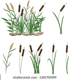 A set of reeds in grass isolated on white background