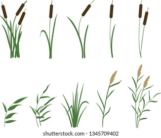 A set of reeds in grass isolated on white background