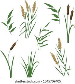 A Set Of Reeds In Grass Isolated On White Background