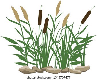 A set of reeds in grass isolated on white background