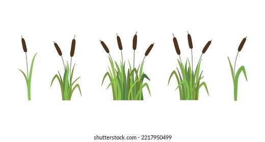 A set of reeds in grass isolated on white background