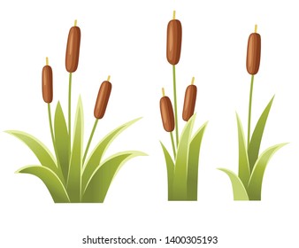 Set of reeds in green grass. Reed plant. Green swamp canegrass. Flat vector illustration isolated on white background. Clip art for decorate swamp