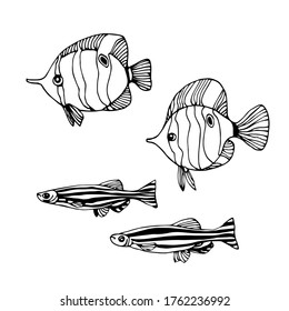 set of reef & aquarium fishes, zebrafish, chelmon, for decorative ornaments & patterns, vector illustration with black contour lines isolated on white background in doodle & hand drawn style