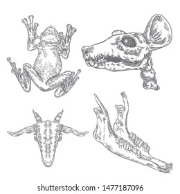 Set of reptile frog, toad, rat skull, goat or sheep jaw bone, goat head. Stylized drawing of decorative drawn witchcraft, voodoo magic attribute. Illustration for Halloween. Vector