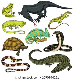 Conjunto de reptiles y anfibios. Cocodrilo salvaje, lagarto y serpiente, lagarto, camaleón y tortuga. Mascota y animal tropical. La mano grabada en boceto antiguo. Ilustración vectorial.