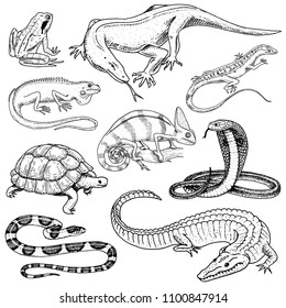 Set of reptiles and amphibians. Wild Crocodile, alligator and snakes, monitor lizard, chameleon and turtle. Pet and tropical animal. Engraved hand drawn in old vintage sketch. Vector illustration.