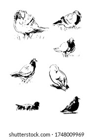 Set of resting birds - walking pigeons, standing doves. Vector sketch black and white illustration.