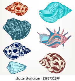 Set of retro seashells in vintage hand drawn style for design