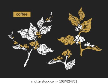 Set of retro shape coffee branch with leaf and natural bean. Botanical drawing gold design. Nature tree Eco food Organic drink Herb silhouette illustration isolated on black background Tropic engraved