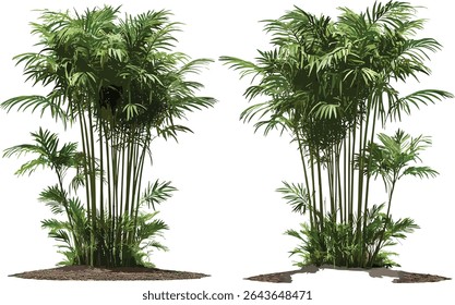 Set of Rhapis excelsa lady palm bamboo palm medium small frontal isolated tree vector illustration, indoor plants, tropical foliage, botanical clipart, houseplant decor.