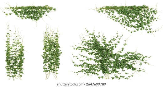 Set of Rhynchosia creeper plants isolated on transparent background