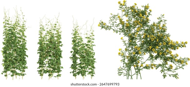 Set of Rhynchosia,Rosa creeper plants isolated on transparent background