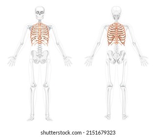 Set of Rib cages Skeleton Human front back view with partly transparent skeleton position. Realistic 3D flat natural color concept Vector illustration of anatomy isolated on white background