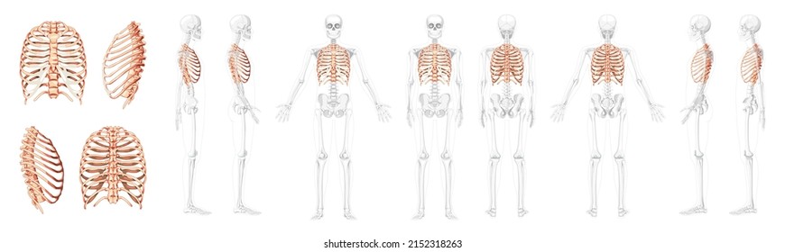 Set of Rib cages Skeleton Human with separated and partly transparent bones position front back side view. 3D realistic flat natural color Vector illustration of anatomy isolated on white background