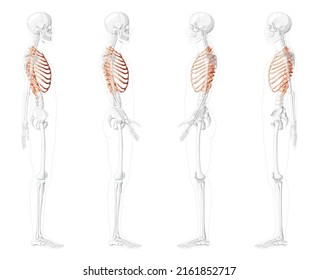 Set of Rib cages Skeleton Human side lateral view with partly transparent skeleton position. Anatomically correct realistic flat natural color concept Vector illustration isolated on white background