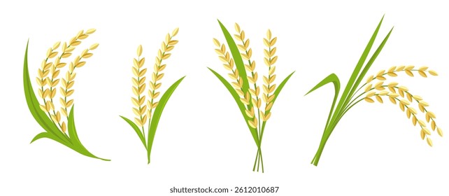 set of rice plant on a white background. Vector eps 10	