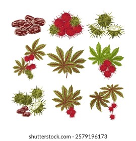 Set of ricinus castor or castor oil plant collection kit with castor beans, leaves and flower, Green Palmate Leaves and Red Fruit, Ricinus communis, isolated on white background, vector illustration.