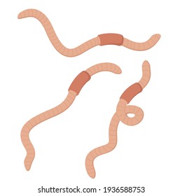 set of ringed worms on a white background. Vermicompost worms, fishing worm