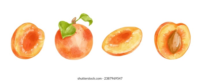 Set of ripe apricots and pieces of summer fruit.Vector graphics.