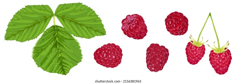 Set of ripe berries and raspberry leaves on a white background