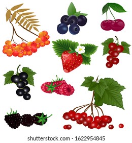 Set of ripe berries. Vector illustration