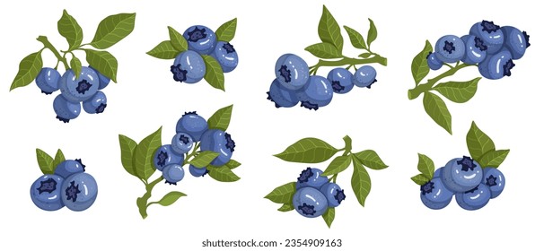 Conjunto de arándanos maduros. Gráficos vectoriales.