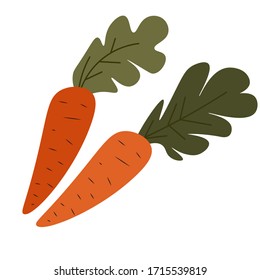 Set of ripe carrots with leaves, isolated vegetable with foliage. Organic and ecological veggies for vegetarian and vegan menu and nutrition. Healthy products grown at farm, vector in flat style