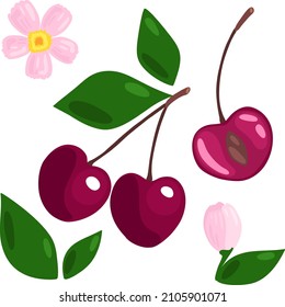 Set with ripe cherries and cherry flowers. Vector illustration with berries and flowers. Red juicy cherries in a cut. Two cherries on a branch.