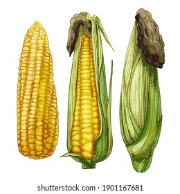 Set ripe cob of corn from cleaned to closed. Different degree of purification of the leaves. Vector color vintage hatching illustration isolated on a white background.