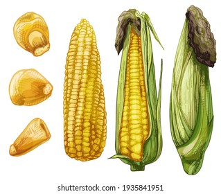 Set ripe cob corn from cleaned to closed   separately grains  Different degree purification the leaves  Vector color vintage hatching illustration isolated white background 