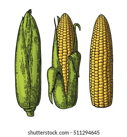 Set ripe cob of corn from the closed to the cleaned. Vector vintage color engraving illustration. Isolated on white background.