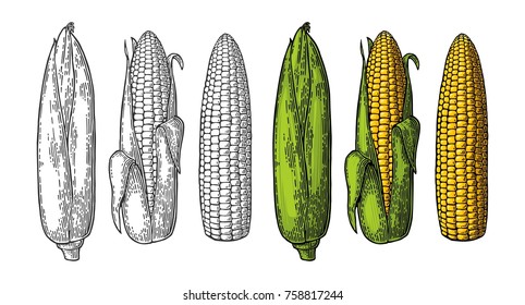 Set ripe cob of corn from the closed to the cleaned. Different degree of purification of the leaves. Vector vintage color and black engraving illustration. Isolated on white background.