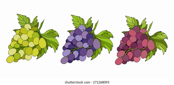 Set of ripe and colored grapes. Vector illustration.