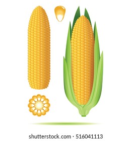 Set of ripe corn cobs isolated on white background. Vector illustration.