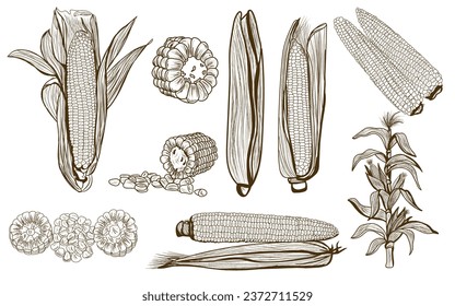Set of ripe corn cobs on white background